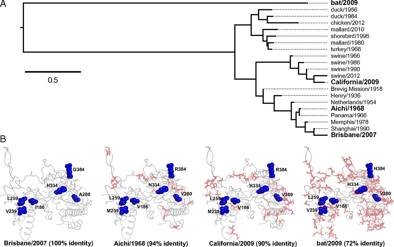 Image for Mutational effects on stability are largely conserved during protein evolution