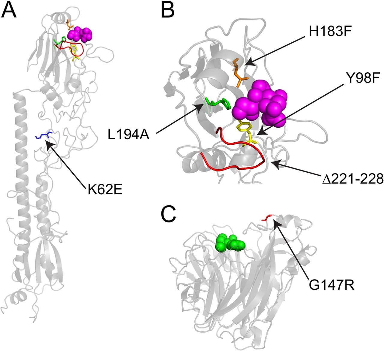 Image for A mutant influenza virus that uses an N1 neuraminidase as the receptor-binding protein