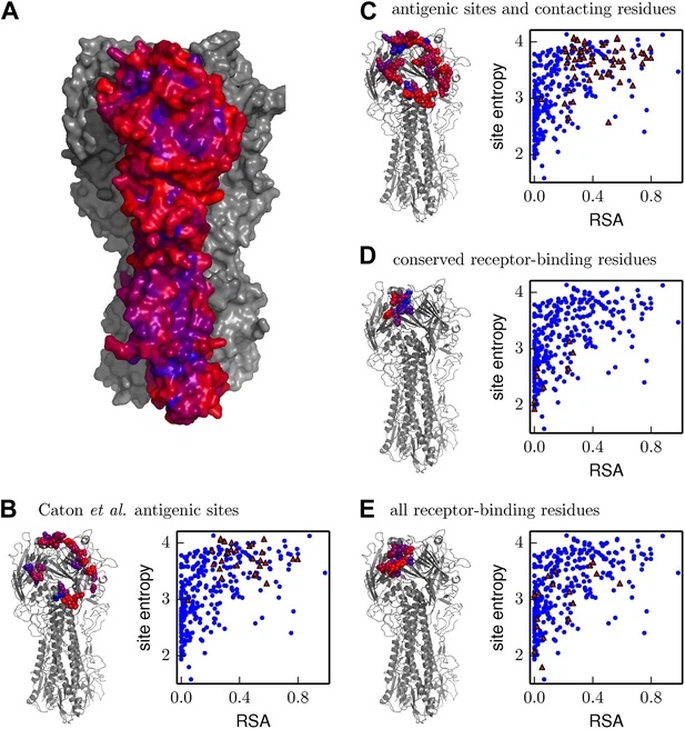 Image for The inherent mutational tolerance and antigenic evolvability of influenza hemagglutinin