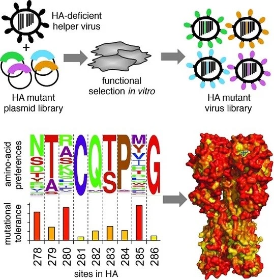 Image for Accurate measurement of the effects of all amino-acid mutations on influenza hemagglutinin