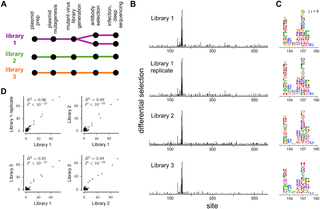 Image for Complete mapping of viral escape from neutralizing antibodies