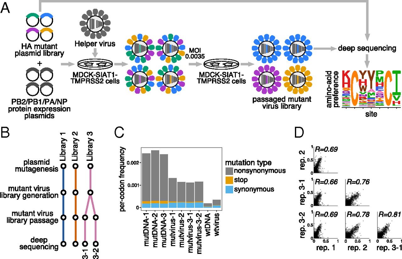 Image for Deep mutational scanning of hemagglutinin helps predict evolutionary fates of human H3N2 influenza variants