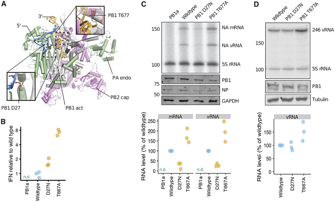 Image for Single-cell virus sequencing of influenza infections that trigger innate immunity