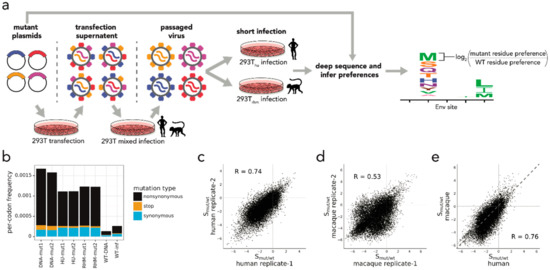 Image for Identification of HIV-1 envelope mutations that enhance entry using macaque CD4 and CCR5