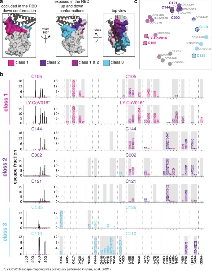 Image for Mapping mutations to the SARS-CoV-2 RBD that escape binding by different classes of antibodies