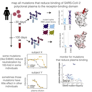 Image for Comprehensive mapping of mutations in the SARS-CoV-2 receptor-binding domain that affect recognition by polyclonal human plasma antibodies