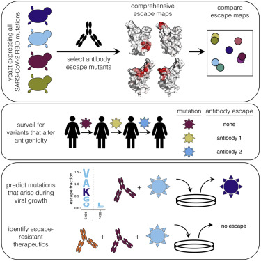 Image for Complete mapping of mutations to the SARS-CoV-2 spike receptor-binding domain that escape antibody recognition