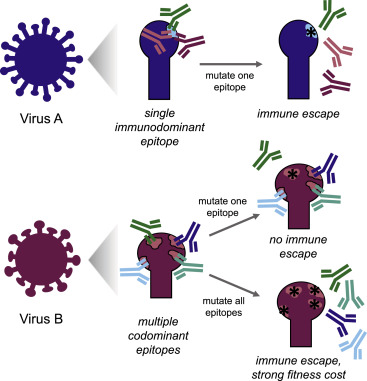 Image for Co-dominant neutralizing epitopes make anti-measles immunity resistant to viral evolution