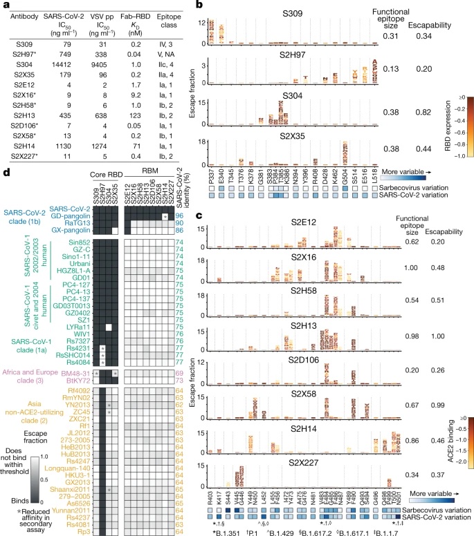 Image for SARS-CoV-2 RBD antibodies that maximize breadth and resistance to escape