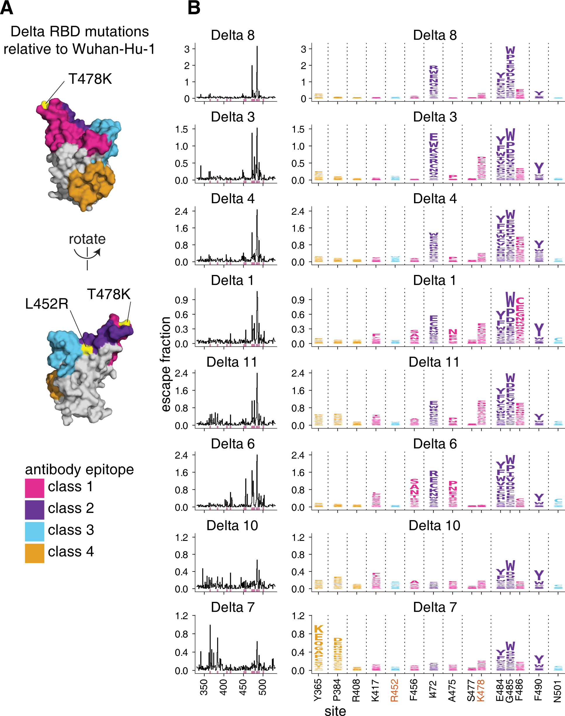 Image for The SARS-CoV-2 Delta variant induces an antibody response largely focused on class 1 and 2 antibody epitopes