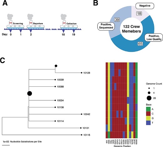 Image for Narrow transmission bottlenecks and limited within-host viral diversity during a SARS-CoV-2 outbreak on a fishing boat