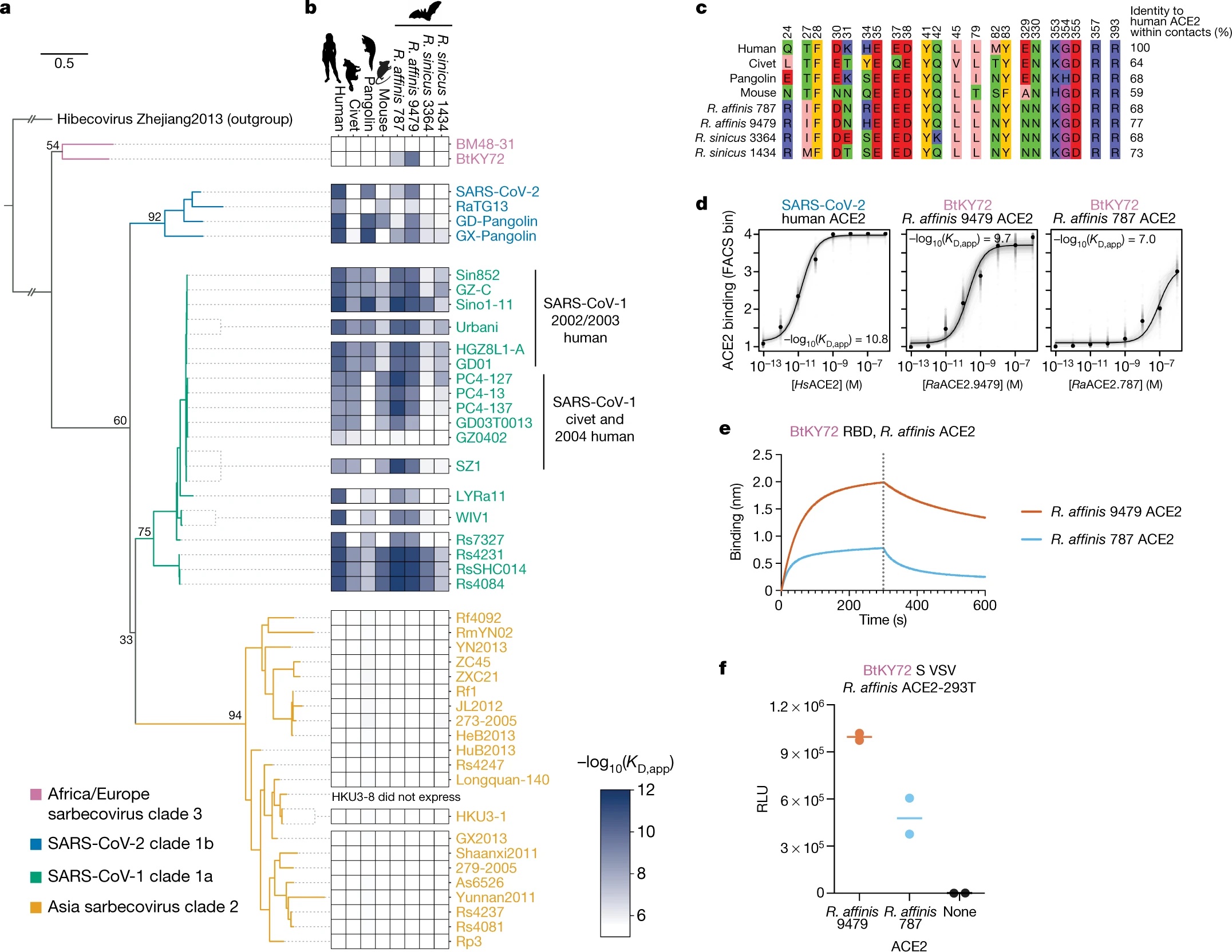 Image for ACE2 binding is an ancestral and evolvable trait of sarbecoviruses