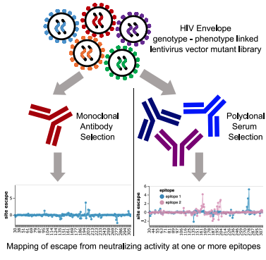 Image for Mapping the neutralizing specificity of human anti-HIV serum by deep mutational scanning