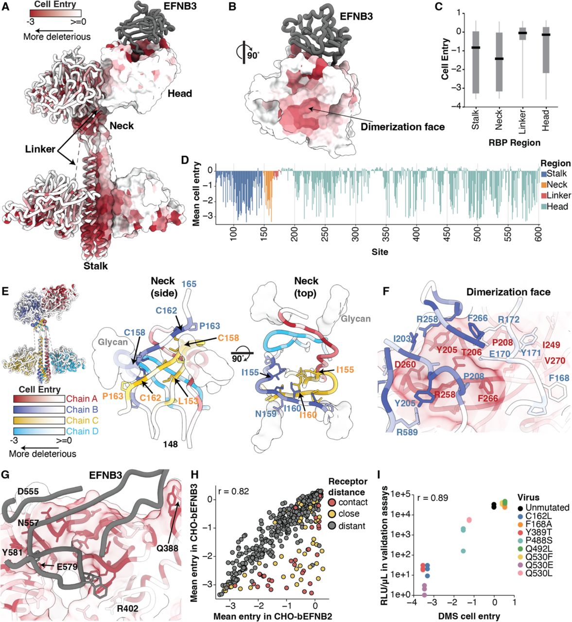 Image for Functional and antigenic landscape of the Nipah virus receptor binding protein