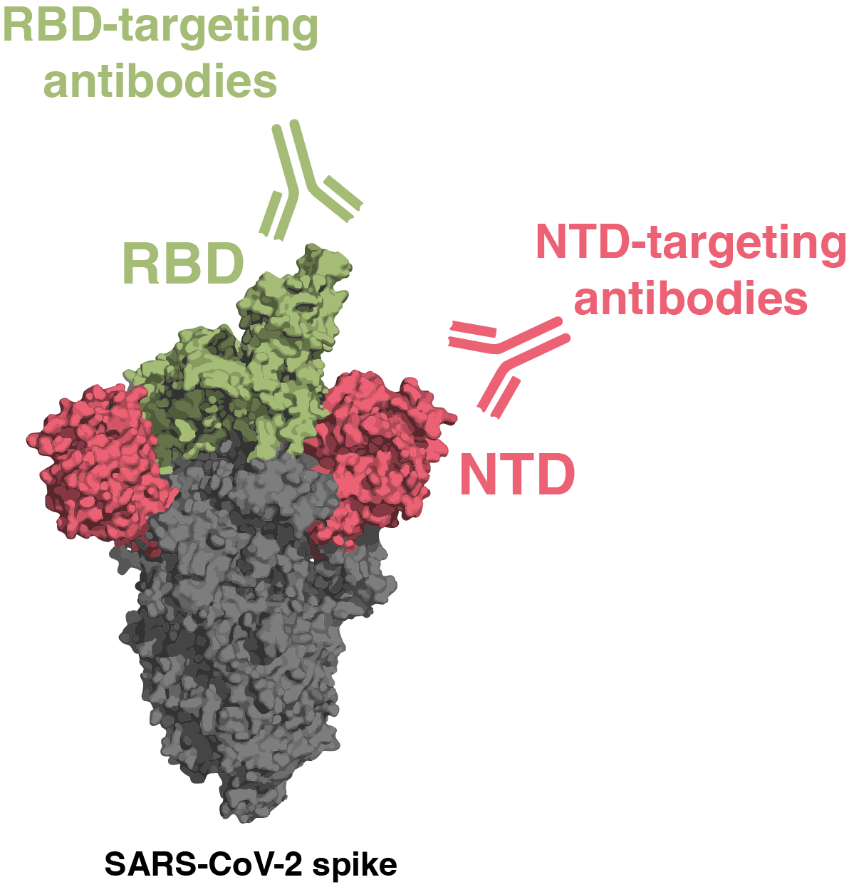 Image for SARS-CoV-2 neutralizing antibody specificities differ dramatically between recently infected infants and immune-imprinted individuals