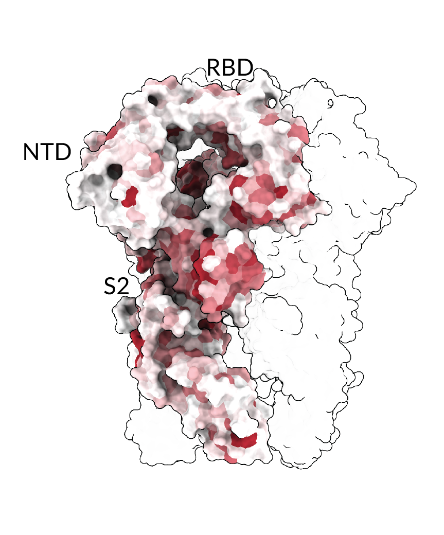 Image for Mutations to the HCoV-229E spike have counterbalancing effects on serum antibody neutralization and receptor binding
