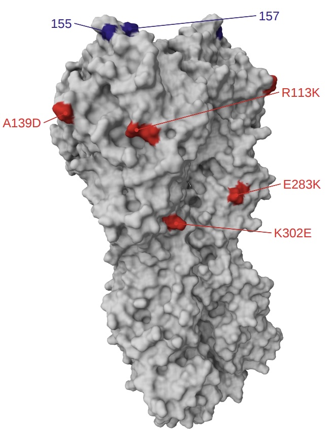 Image for Near real-time data on the human neutralizing antibody landscape to influenza virus in summer of 2026 shows antigenic advance of H3N2 subclade K region D mutants and H1N1 D.3.1.1 Sa mutants