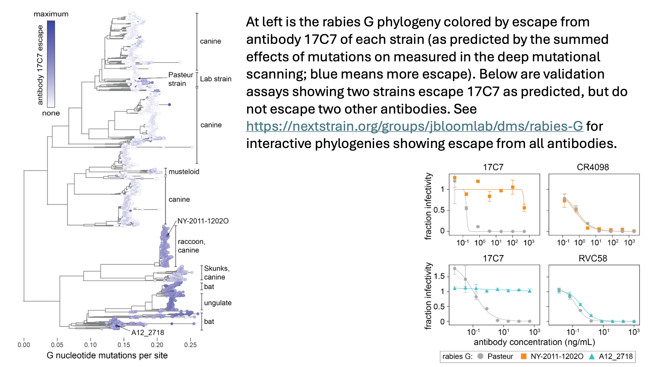 phylogeny